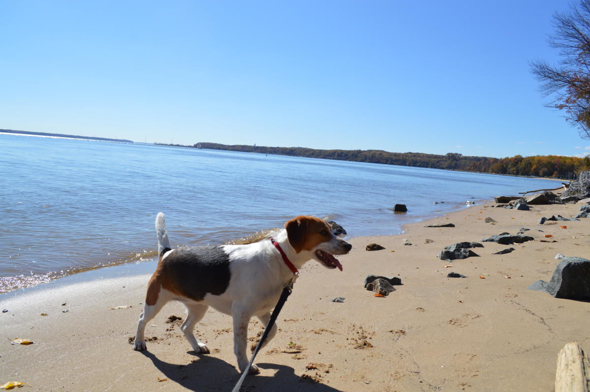 pw events- dog n 5k.jpg